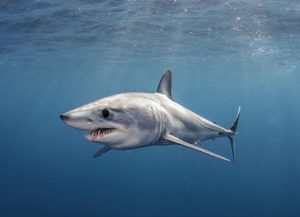Loanshark Week